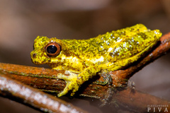 Dendropsophus microps