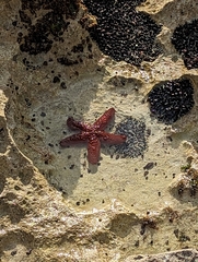 Oreaster reticulatus