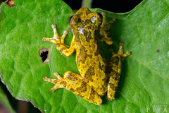 Dendropsophus microps