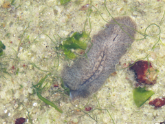 Phrikoceros mopsus