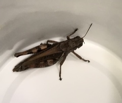 Melanoplus ponderosus