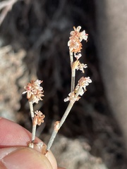 Eriogonum wrightii nodosum