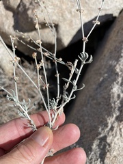 Eriogonum wrightii nodosum