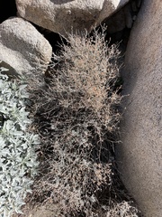 Eriogonum wrightii nodosum