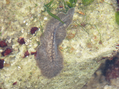 Phrikoceros mopsus