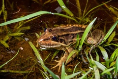 Leptodactylus paranaru