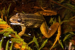 Leptodactylus paranaru