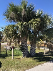 Sabal palmetto