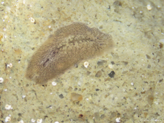 Phrikoceros mopsus