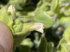 Mirabilis tenuiloba