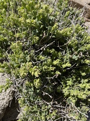 Mirabilis tenuiloba