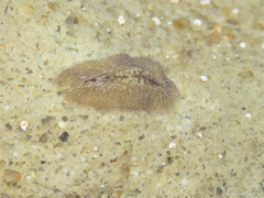 Phrikoceros mopsus