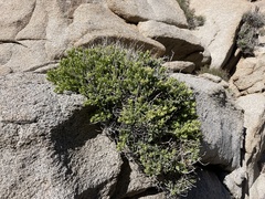 Mirabilis tenuiloba