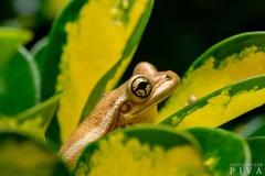 Trachycephalus mesophaeus