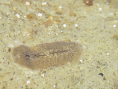 Phrikoceros mopsus