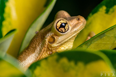 Trachycephalus mesophaeus