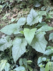 Notoseris melanantha