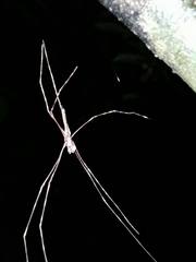 Deinopis