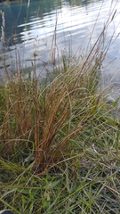 Carex buchananii