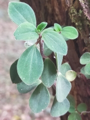 Peperomia leptostachya