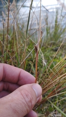 Carex buchananii