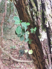 Peperomia leptostachya