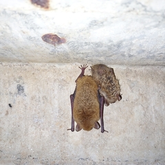 Myotis austroriparius