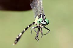 Austrogomphus amphiclitus