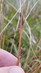 Carex buchananii