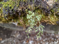 Asplenium ruta-muraria