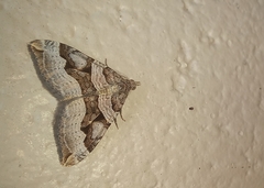 Xanthorhoe semifissata