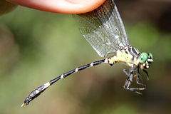 Austrogomphus amphiclitus