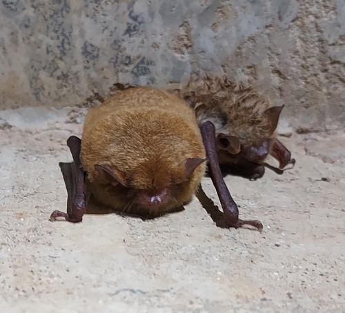 Southeastern Myotis