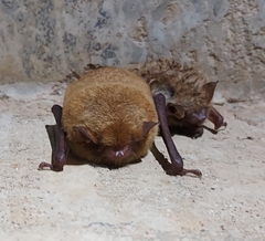 Myotis austroriparius
