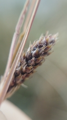 Carex buchananii