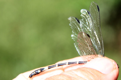 Austrogomphus amphiclitus