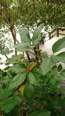 Allophylus timorensis