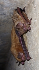 Myotis austroriparius