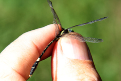 Austrogomphus amphiclitus