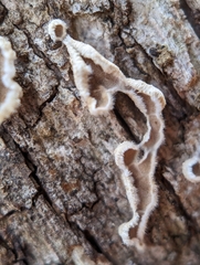 Aleurodiscus oakesii