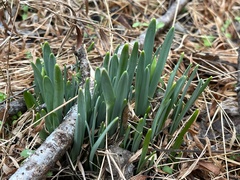 Narcissus pseudonarcissus