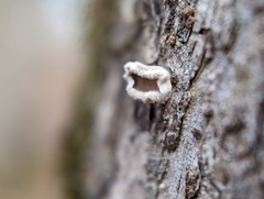 Aleurodiscus oakesii