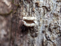 Aleurodiscus oakesii