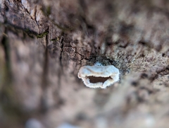 Aleurodiscus oakesii