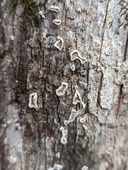 Aleurodiscus oakesii