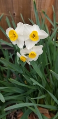 Narcissus tazetta
