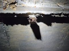 Myotis austroriparius
