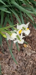 Narcissus tazetta