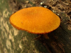 Pholiota granulosa