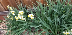 Narcissus tazetta